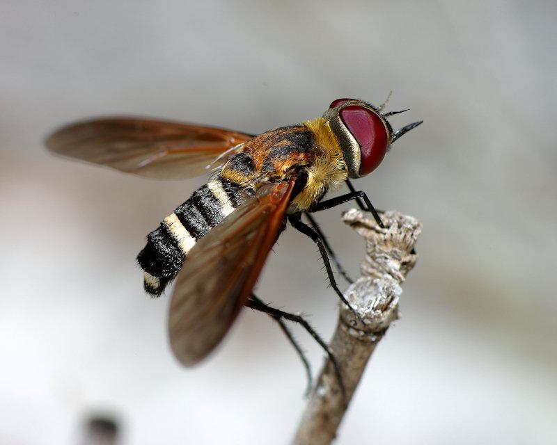 IMGP0091small.JPG - Bee Fly (Bombyliidae).  Species probably Exoprosopa fasciata.  Archbold Biological Station Lake Placid FL.