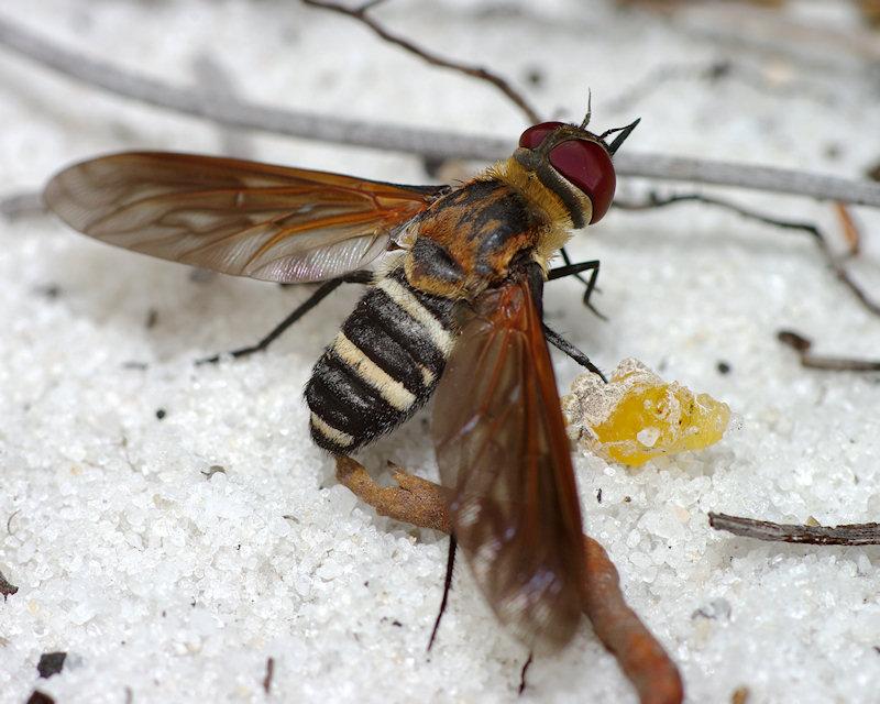IMGP0093small.JPG - Bee Fly (Bombyliidae).  Species probably Exoprosopa fasciata.  Archbold Biological Station Lake Placid FL.