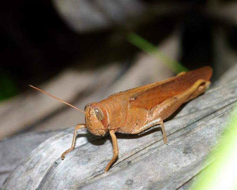 IMGP0171small.JPG - Grasshopper Archbold Biological Station Lake Placid Florida.