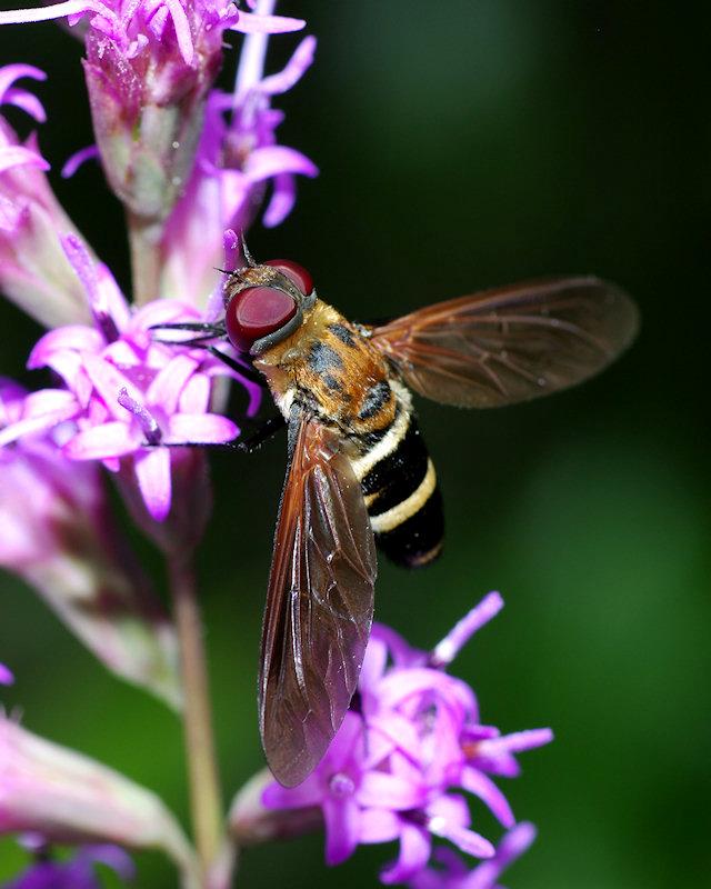 IMGP0218small.JPG - Bee Fly (Bombyliidae).  Species probably Exoprosopa fasciata.  Archbold Biological Station Lake Placid FL.