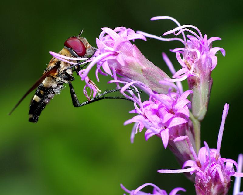 IMGP0227small.JPG - Bee Fly (Bombyliidae).  Species probably Exoprosopa fasciata.  Archbold Biological Station Lake Placid FL.