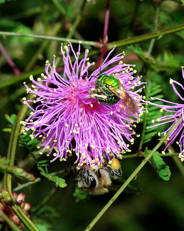 IMGP0417small.JPG - Halcid Bee with Honey Bee on Mimosa Flower