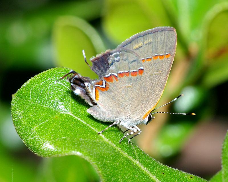 IMGP0536small.JPG - Hairslip Butterfly
