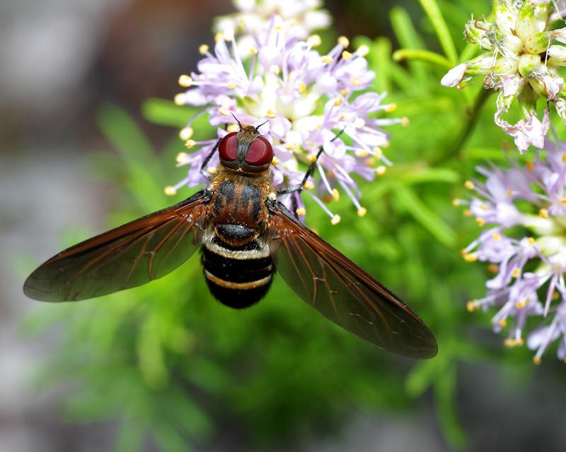 IMGP0890small.JPG - Bee Fly (Bombyliidae).  Species probably Exoprosopa fasciata.  Archbold Biological Station Lake Placid FL.