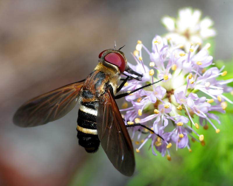 IMGP0905small.JPG - Bee Fly (Bombyliidae).  Species probably Exoprosopa fasciata.  Archbold Biological Station Lake Placid FL.