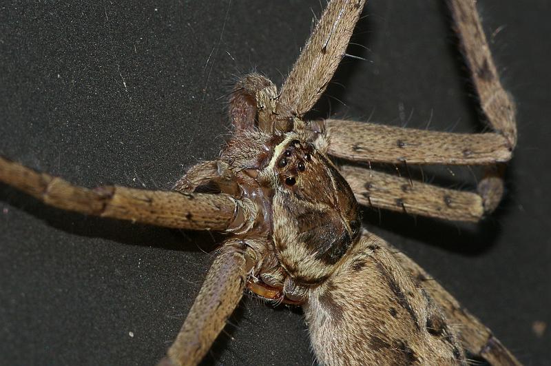 IMGP1711.JPG - Huntsman Spider.   He was missing several legs, but was still hunting his next meal.