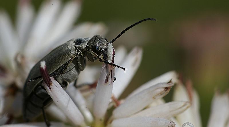 IMGP2714a.JPG - Beetle, unknown species