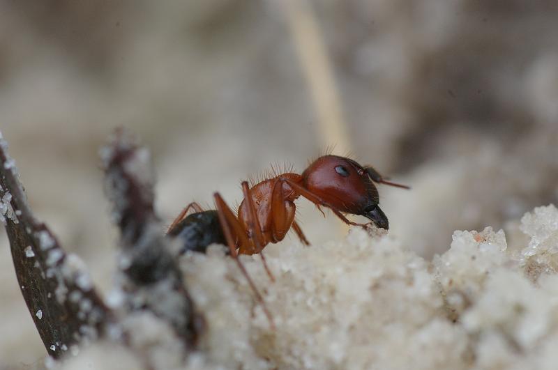 IMGP3269.JPG - Bull Ant in Florida sand