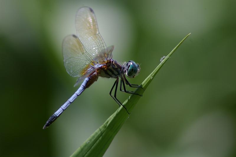 IMGP4604.JPG - Blue Dasher Dragonfly Pachydiplax longipennis