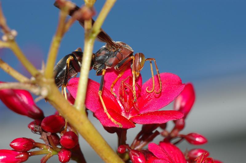 IMGP6252.JPG - Paper Wasp (Polistes annularis) Lake Placid FL