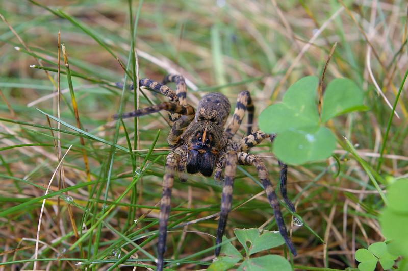 IMGP6712.JPG - Wolf spider in Kentucky, K100d and 18-55mm kit lens.