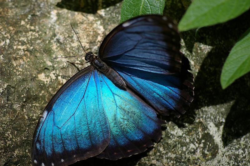 IMGP7317.JPG - Blue Morpho Butterfly (Butterfly Exhibit, Musuem of Natural History, Gainesville FL)