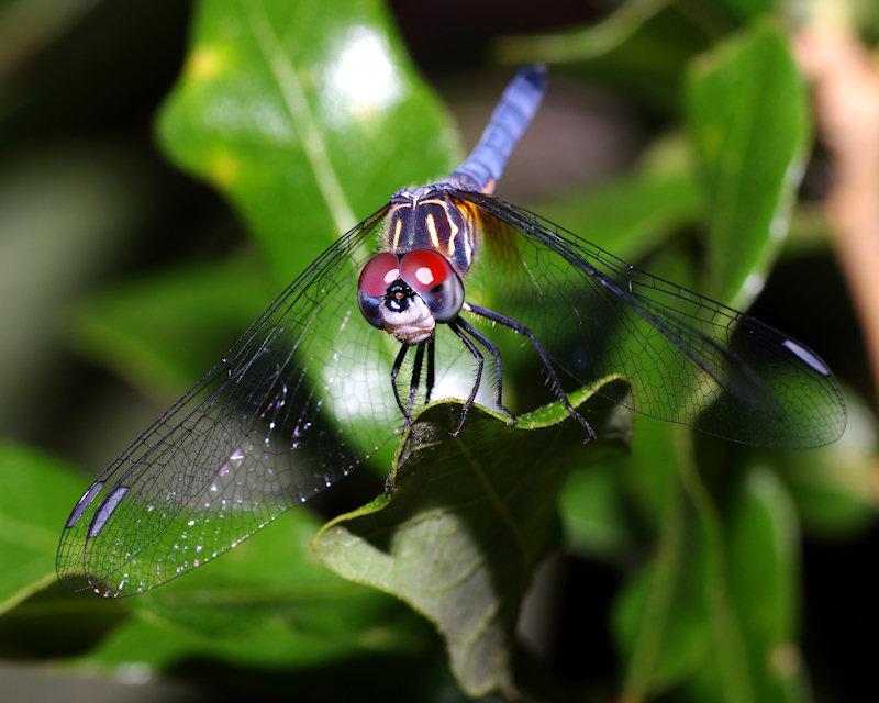 IMGP9919mall.JPG - Blue Dasher Dragonfly Pachydiplax longipennis