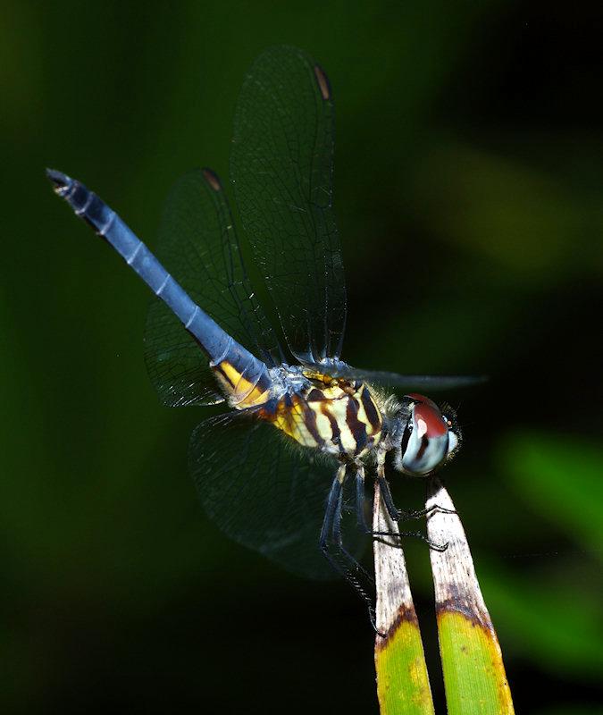 IMGP9943small.JPG - Blue Dasher Dragonfly Pachydiplax longipennis Archbold Biological Station Lake Placid Florida