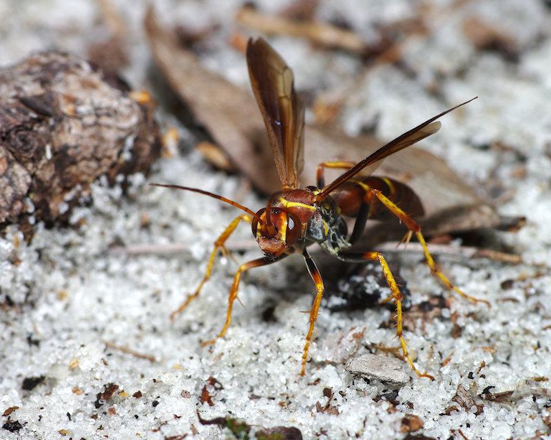 IMGP9970small.JPG - Spider Wasp, genus Pompilidae (Poecilopompilus interruptus), Lake Placid Florida