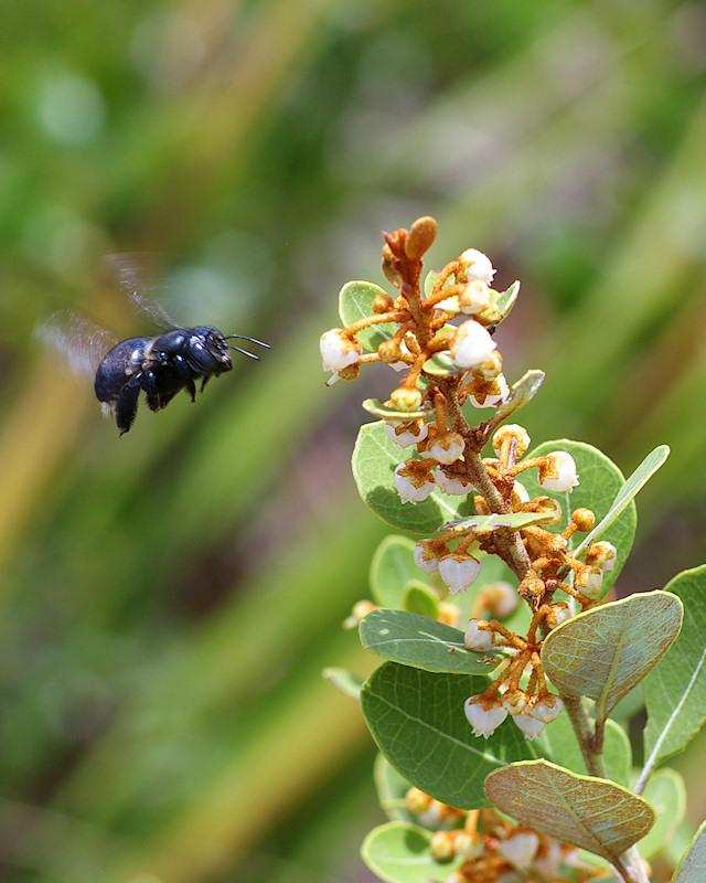 am11.jpg - Large Carpenter Bee (?) in flight, Archbold Biological Station, Lake Placid FL