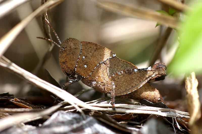 am2.jpg - Camouflaged grasshopper under leaf litter.