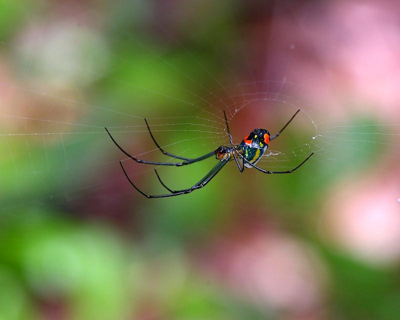 am3.jpg - Orchard Spider Lake Placid FL