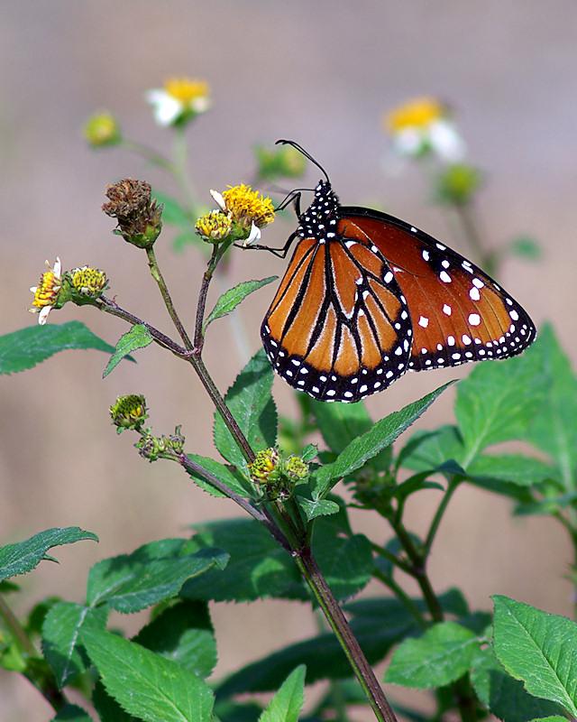 b10.jpg - Queen Butterfly on Spanish Needle flower (Bidens alba), Lake Placid FL