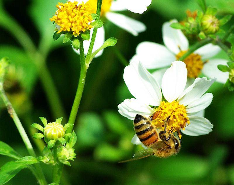 b2.jpg - Honeybee on Spanish Needle flower (Bidens alba), Sebring FL