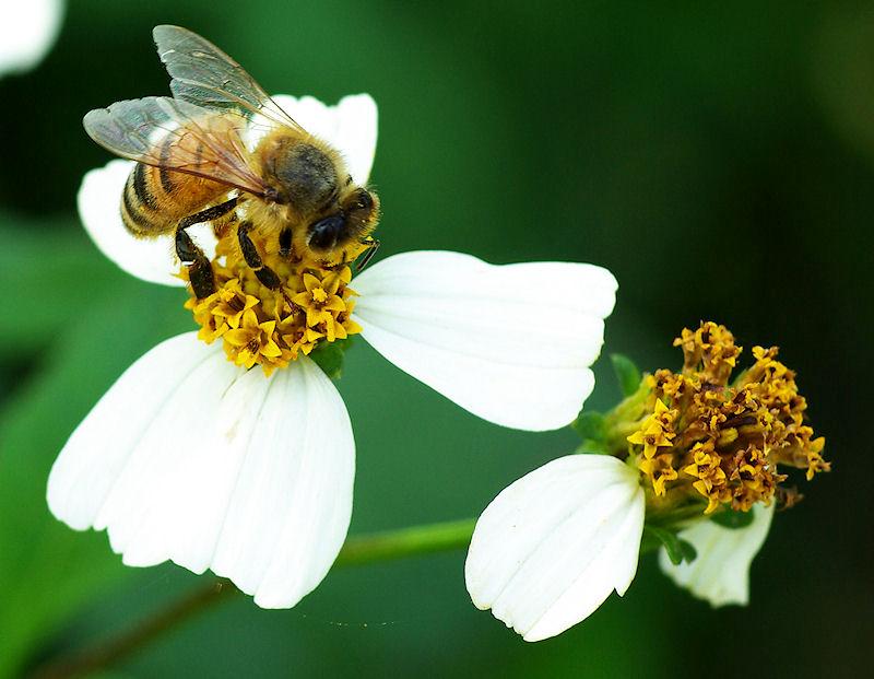 b3.jpg - Honeybee on Spanish Needle flower (Bidens alba)
