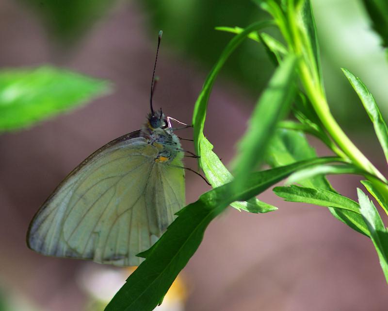 b6.jpg - Great Southern White butterfly, Sebring FL