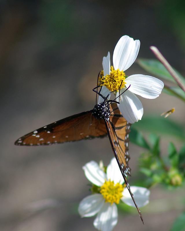 b7.jpg - Soldier Butterfly on Spanish Needle flower (Bidens alba), in the wild, Sebring FL