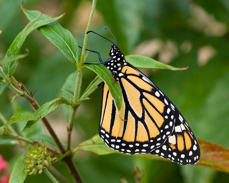 bbf11.jpg - Monarch Butterfly, Lake Placid FL