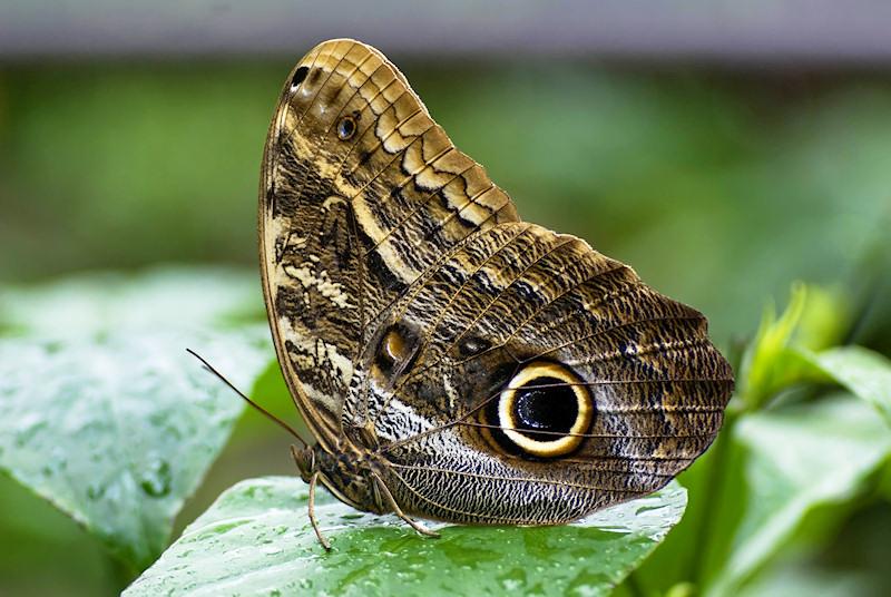 bbf2.jpg - Owl Butterfly, Museum of Natural History, Gainesville FL