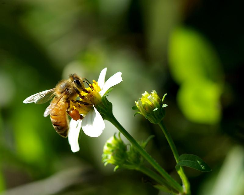 bee13.jpg - Honeybee on Spanish Needle flower (Bidens alba)Sebring FL