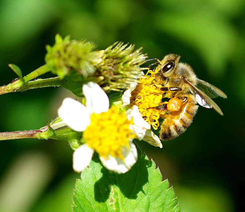 bee14.jpg - Honeybee.  Pentax K100d and Kiron 105mm macro.