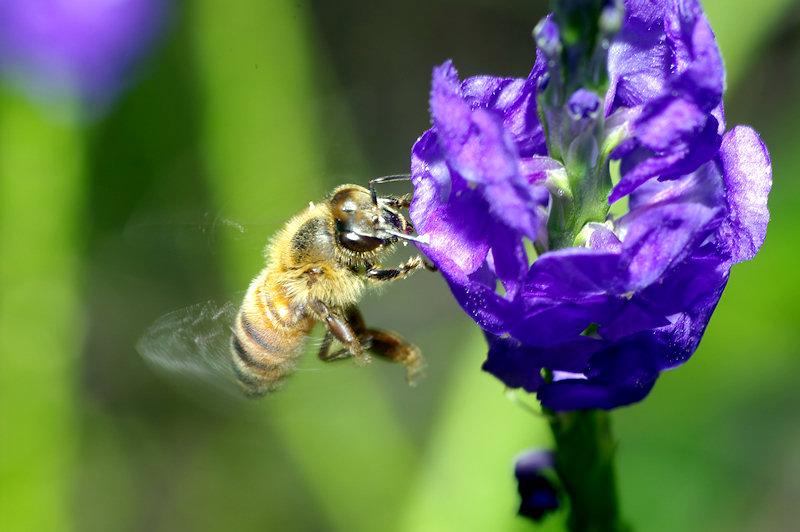 beea1.jpg - Honeybee
