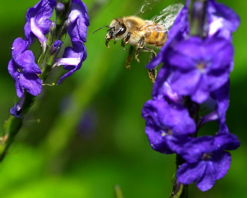 beea10.jpg - Honeybee in flight