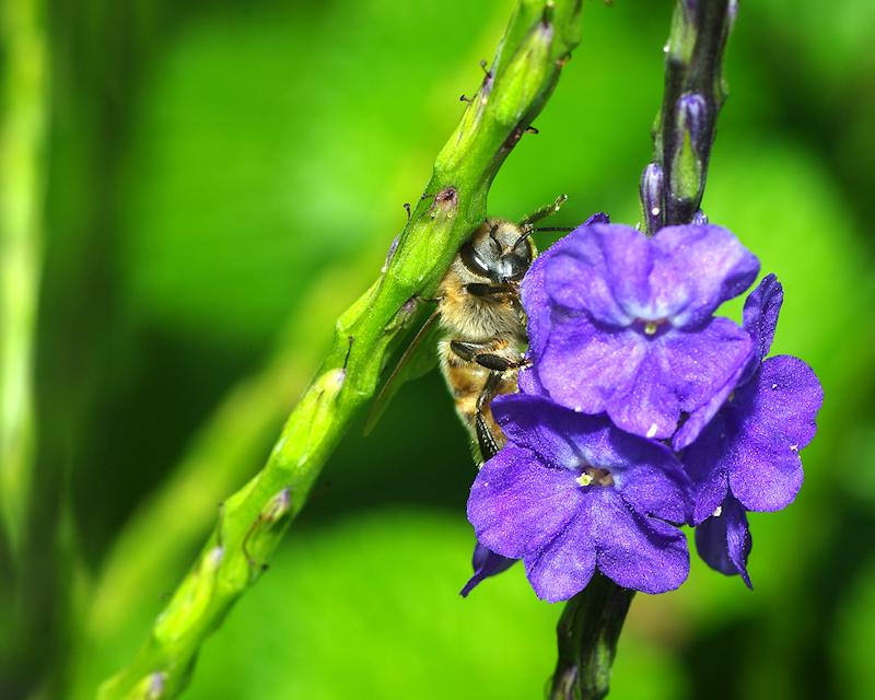 beea14.jpg - Honeybee