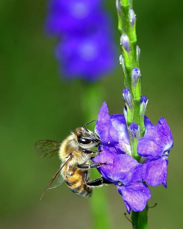 beea15.jpg - Honeybee