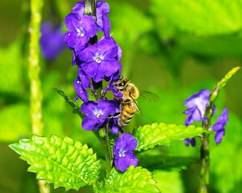 beea17.jpg - Honeybee