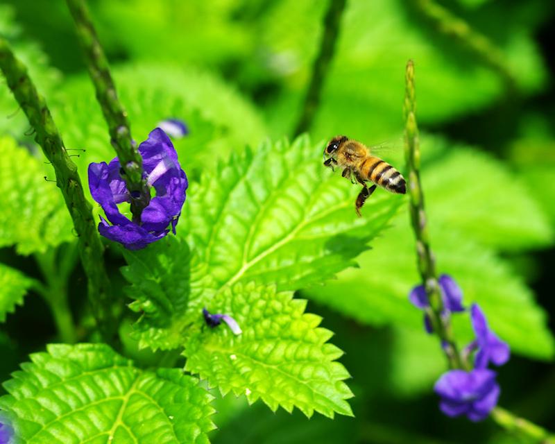 beea18.jpg - Honeybee in flight