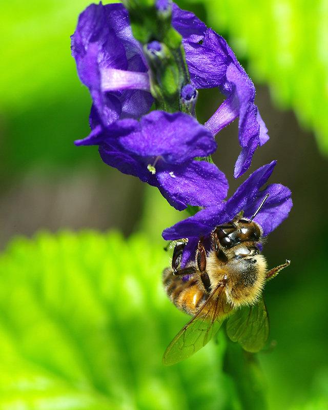 beea2.jpg - Honeybee