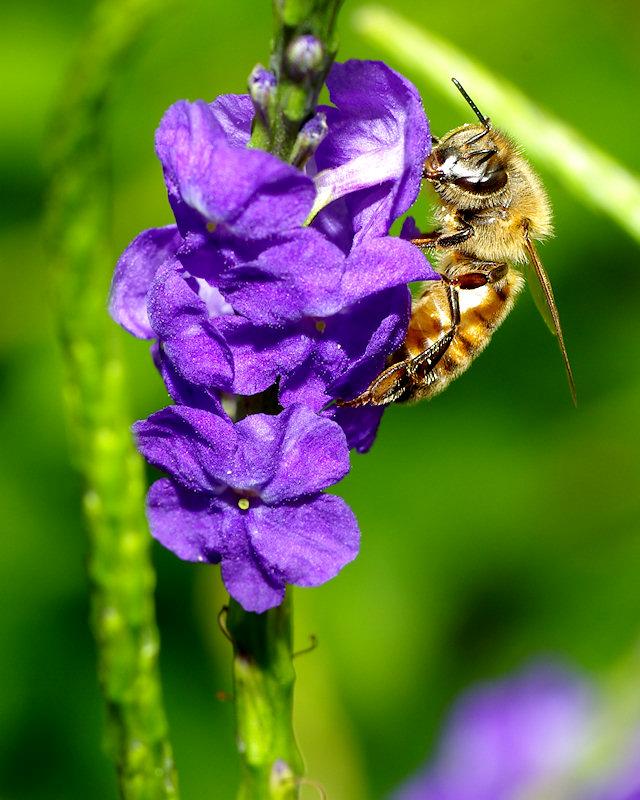 beea3.jpg - Honeybee