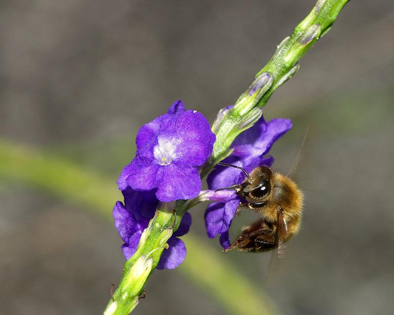 beea4.jpg - Honeybee
