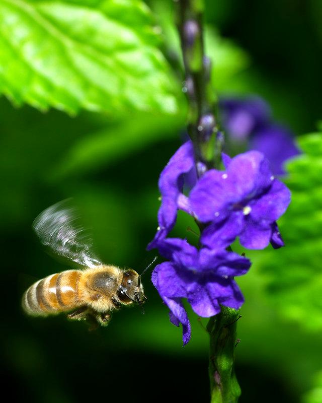 beea5.jpg - Honeybee