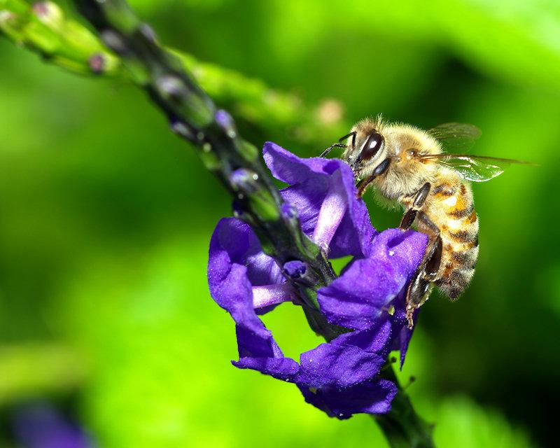 beea8.jpg - Honeybee