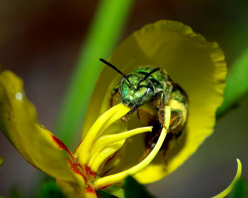 beeb1.jpg - Halcid Bee, probably Augochlora pura, Lake Placid Florida