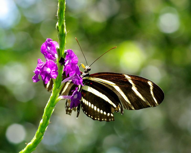 beebf1.jpg - Zebra Heliconian Longwing butterfly, in the wild, Sebring FL