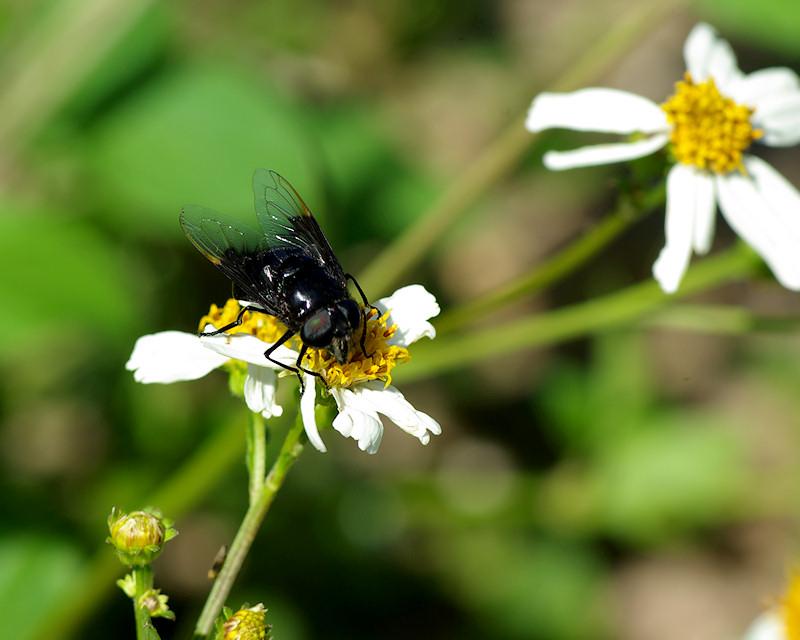blkfly.jpg - Unidentified fly on Spanish Needle flower (Bidens alba)