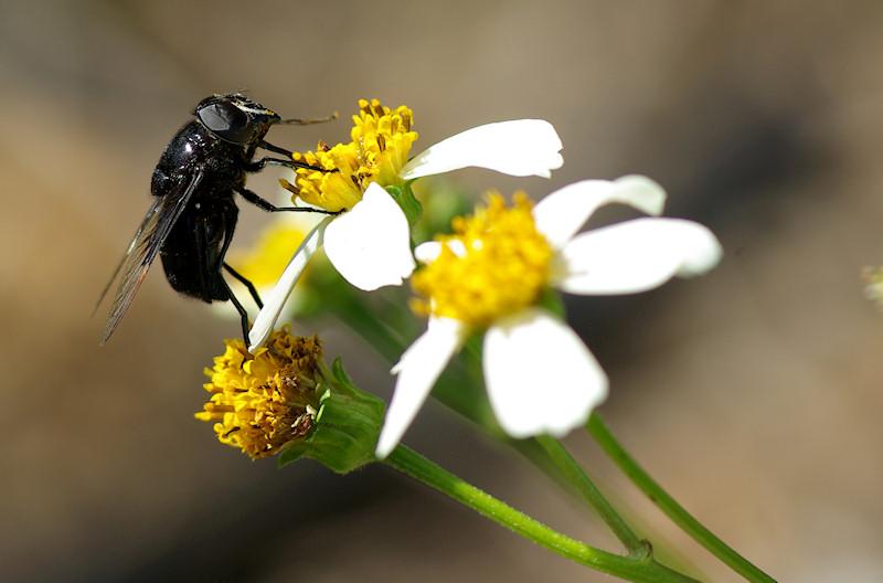 blkfly2.jpg - Unidentified black fly gathering nectar from Spanish Needle flower