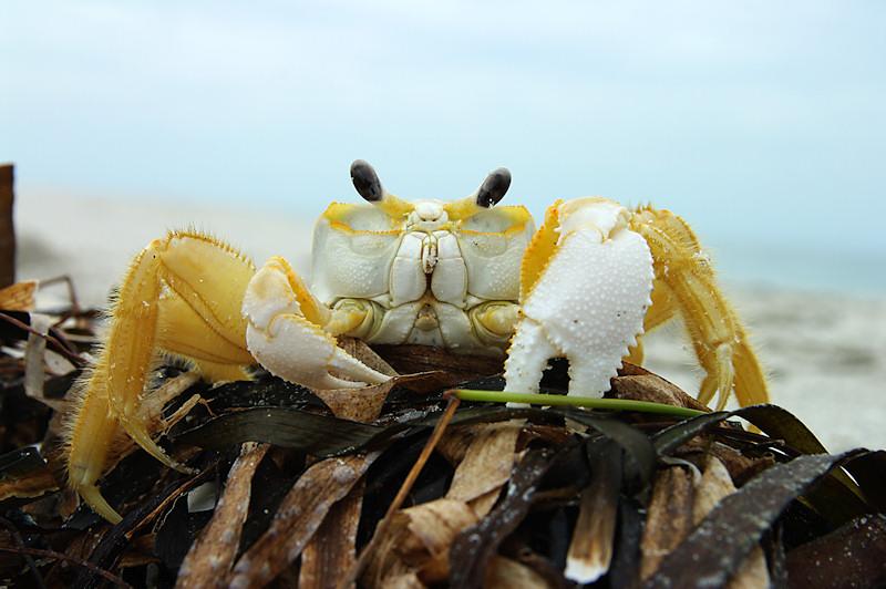 crab.jpg - Avast there Spongebob!  Where be my crabby patties?