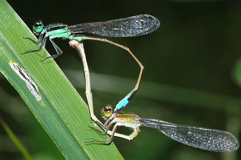 damselsub1.jpg - These mating damselflies are holding on to a regular blade of grass