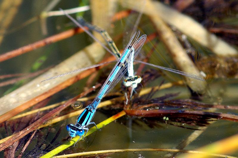 damser2.jpg - Mating Damselflies.  The female in this coupling was quite uncooperative and, despite his best efforts, the male could not get them airborne.