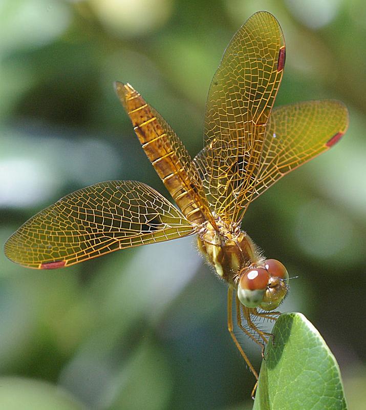 dfly.jpg - Dragonfly, similar in size to an Eastern Amberwing, but I am unsure on species.  Gasparilla Island Florida.